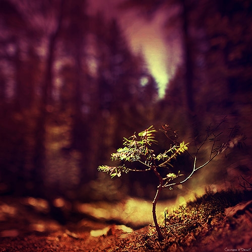 Hai Phương Trời Cách Biệt - Trang Thanh Lan