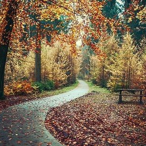 ĐƯỜNG XƯA LỐI CŨ - Trình bày: Trang Thanh Lan